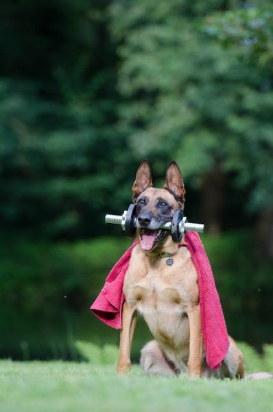 Trainingsphysiologie für Hundefitness und Hundesport